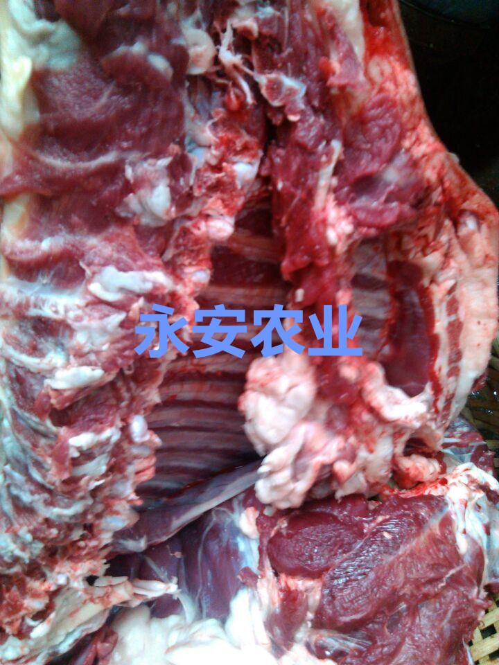 全国羊肉供应，羊肉供应厂家，羊肉供应价格，进口羊肉供应，冷冻羊肉供应