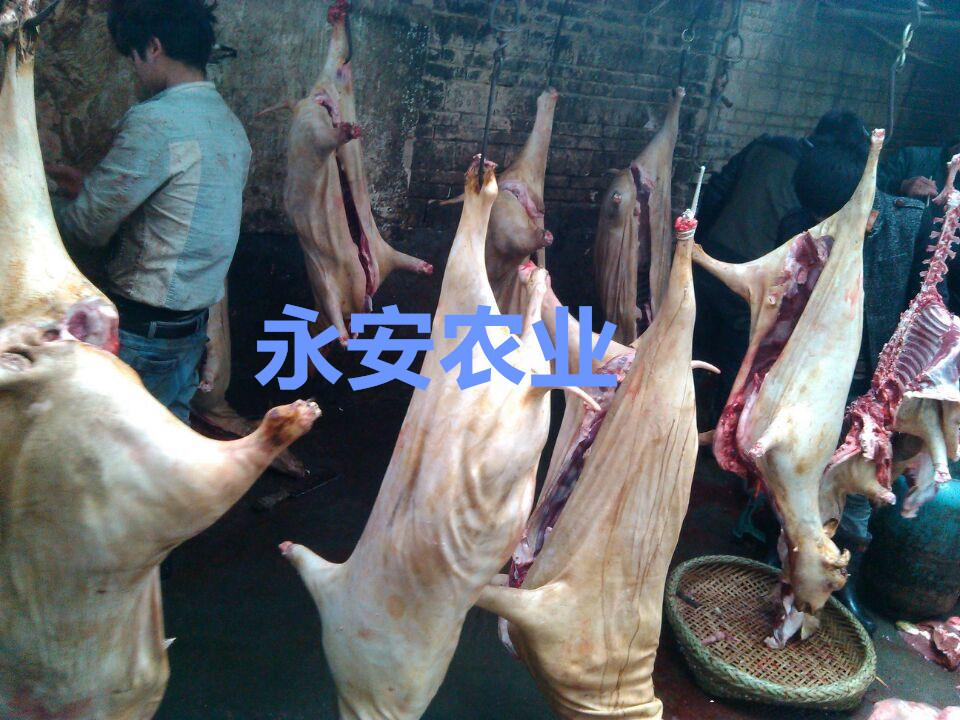 全国羊肉供应，羊肉供应厂家，羊肉供应价格，进口羊肉供应，冷冻羊肉供应